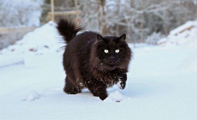 Черный уличный кот