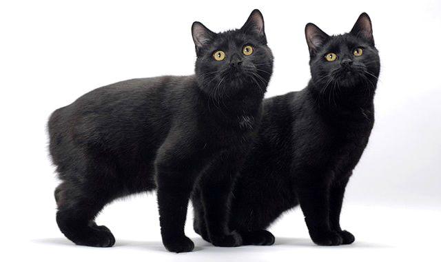 Черная мэнская кошка