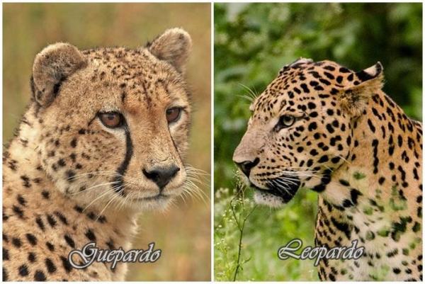 Различия между гепардом и леопардом: физические различия