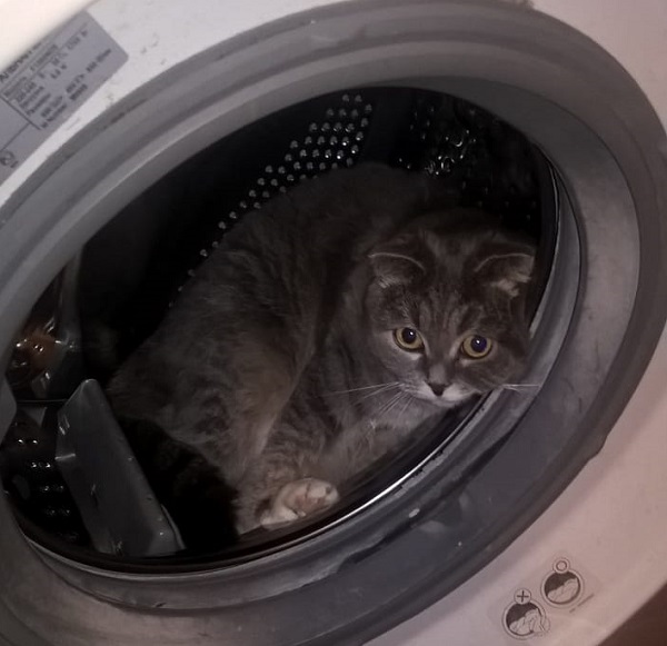 Кошечка в стиральной машине