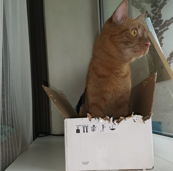 Кот в картонной коробке