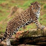 леопард и гепард отличия