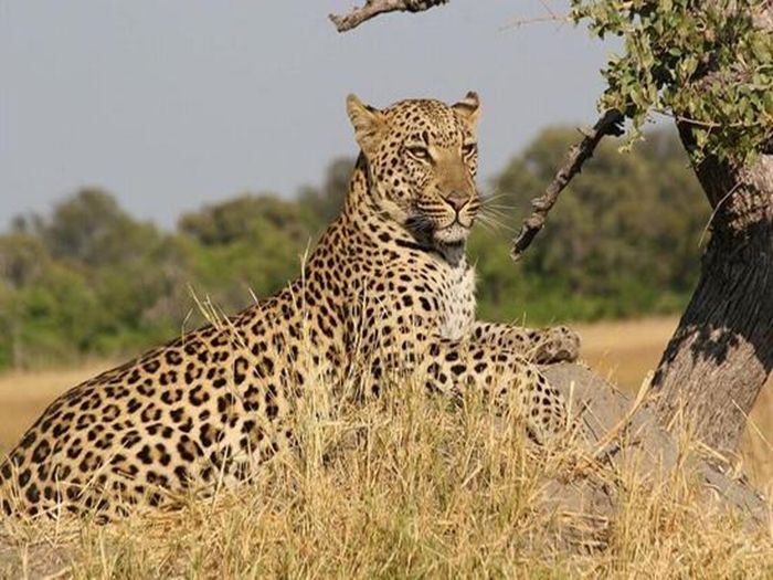 леопард и гепард отличия