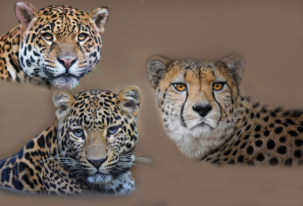 gepard-leopard-jaguar-otlichija