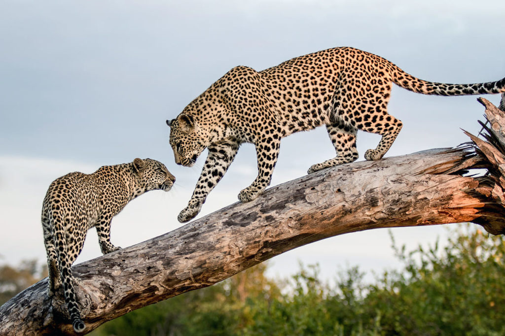 jaguar-gepard-i-leopard-razlichija