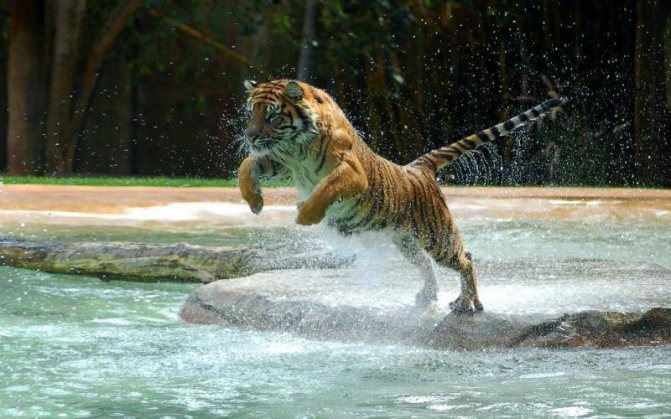 И львы и тигры могут плавать