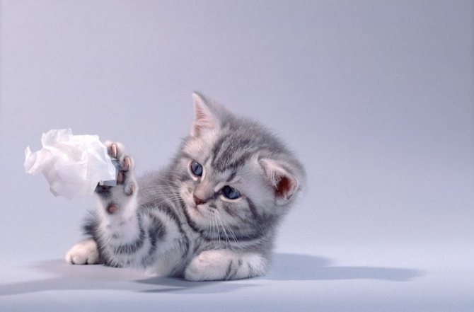 Кошка из рекламы Вискас: порода, цена и видео