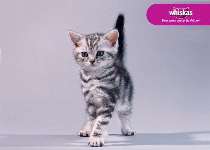 Кошка из рекламы Вискас: порода, цена и видео