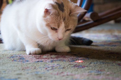 кошка с лазерной указкой