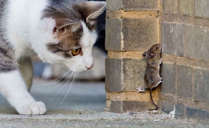 Котик охотится за мышкой