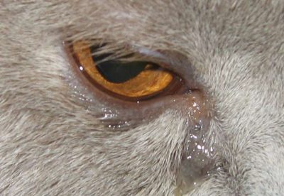 Чем лечить глаза у котят когда слезятся глаза thumbnail