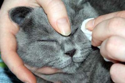 От чего могут слезиться глаза у котенка чем лечить thumbnail