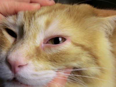 Слезится глаз у котенка чем лечить thumbnail
