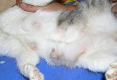Мастопатия у кошек лечение в домашних thumbnail