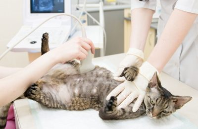 Мастопатия у кошки лечение в домашних условиях thumbnail