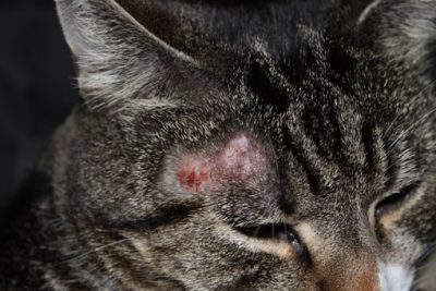 Парша у кошек лечение в домашних условиях thumbnail