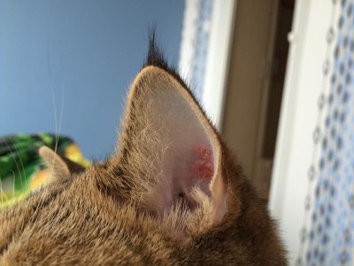 У кошки болит ухо чем помочь thumbnail