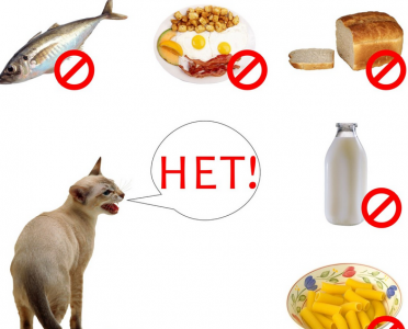 Чем кормить кошку натуральной или сухими кормами thumbnail
