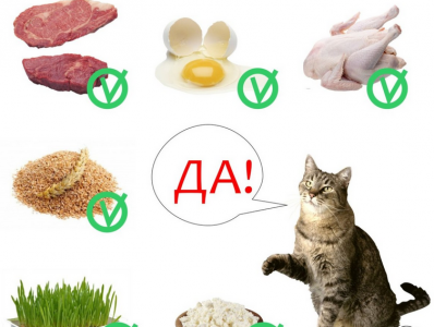 Чем лучше кормить кошек натуральным кормом или специальным thumbnail