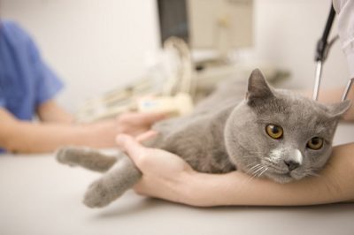 Воспаление почек у кошек лечение в домашних условиях thumbnail