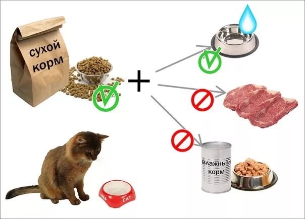 Какой корм для кошки лучше натуральный или сухой корм thumbnail