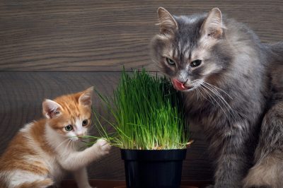Что делать если кот не пьет не ест и рвота у него thumbnail
