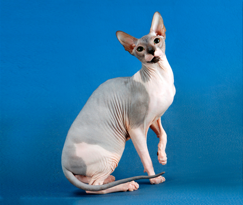 Что за порода голых кошек