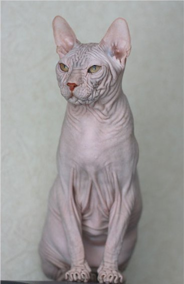 Фото кошек голых пород фото