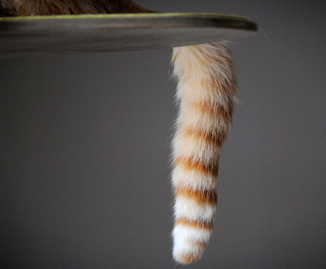 Хвост кота картинка. Кошкин хвост Геншин. Кошачий хвост Геншин. Кот с хвостом. Пушистый хвостик.