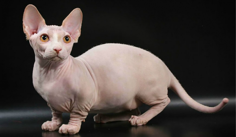 Какие есть голые породы кошек