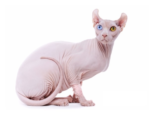 Порода кошек с голым животом