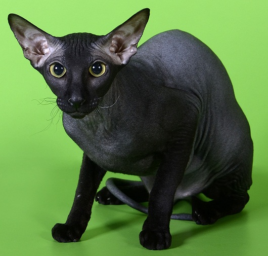 Порода кошек с голым животом