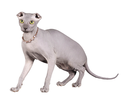 Порода голых кошек картинки