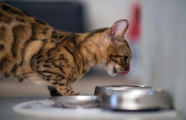 бенгальская кошка 1 месяц чем кормить