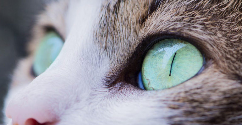 Болезнь глаз у кошек