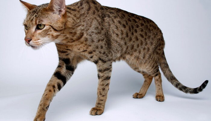 самые дорогие породы кошек в мире фото