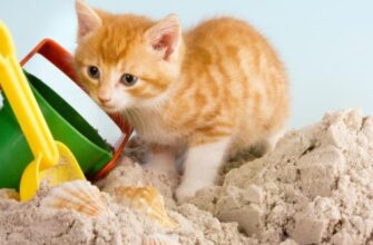 кошки и грядки: как отучить кота гадить на грядки