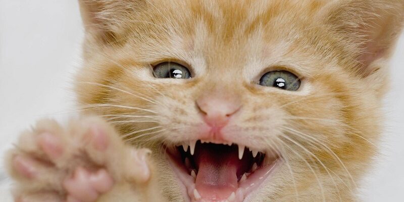 Смена молочных зубов на постоянные у котят