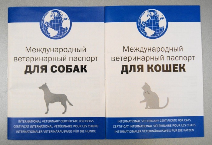 как правильно заполнить ветеринарный паспорт кошки