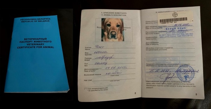 заполнение ветеринарного паспорта