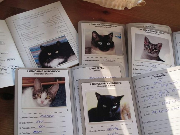как заполнять международный ветеринарный паспорт для кошек