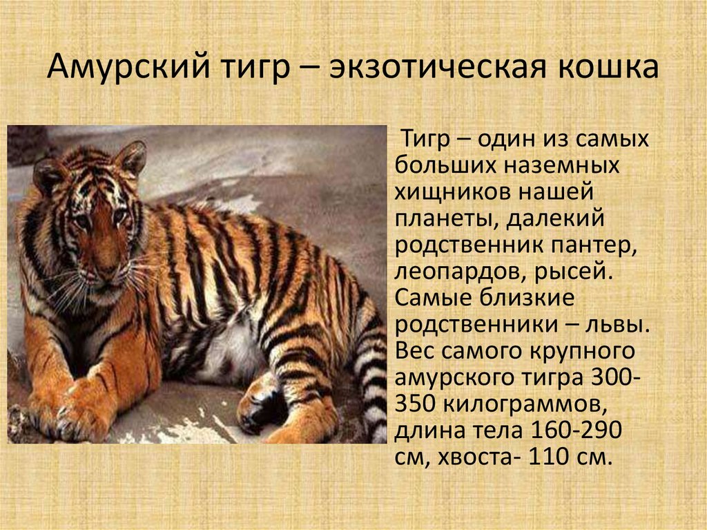 Включи тигриные истории. Амурский тигр факты. Описание тигра. Интересные факты о Амурском Тигре. Факты о Амурском Тигре из красной книги.