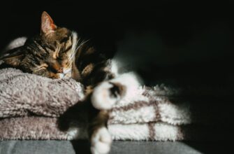 Болезни кошек