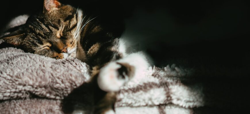 Болезни кошек